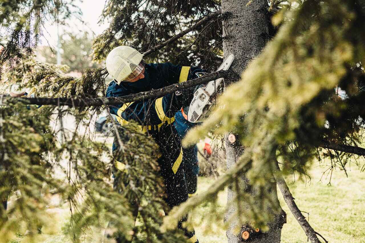 Residential Tree Removal in Hillsdale, MI